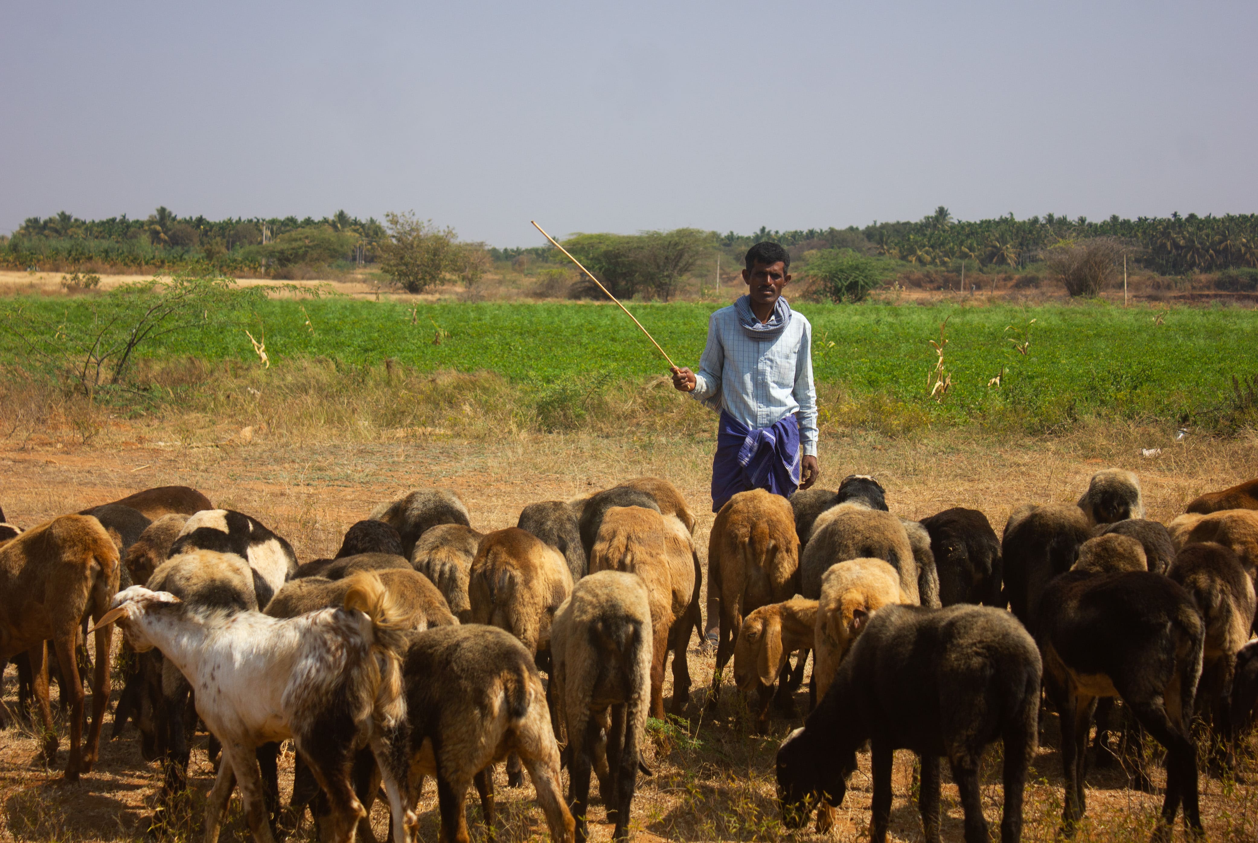 DHARINI SHYAMAL PADH