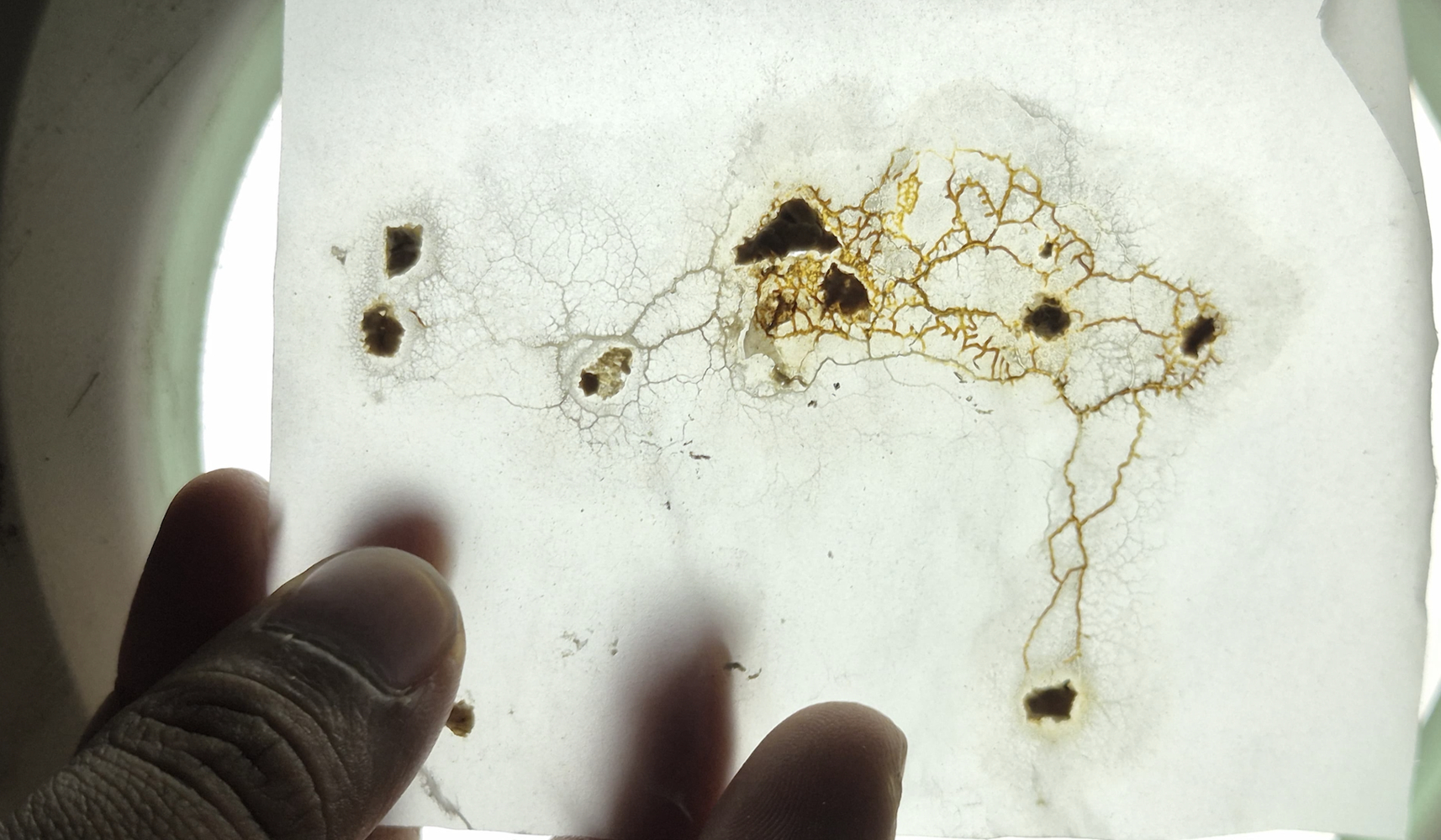 ANUSHKA DEEPAK  SHINDE