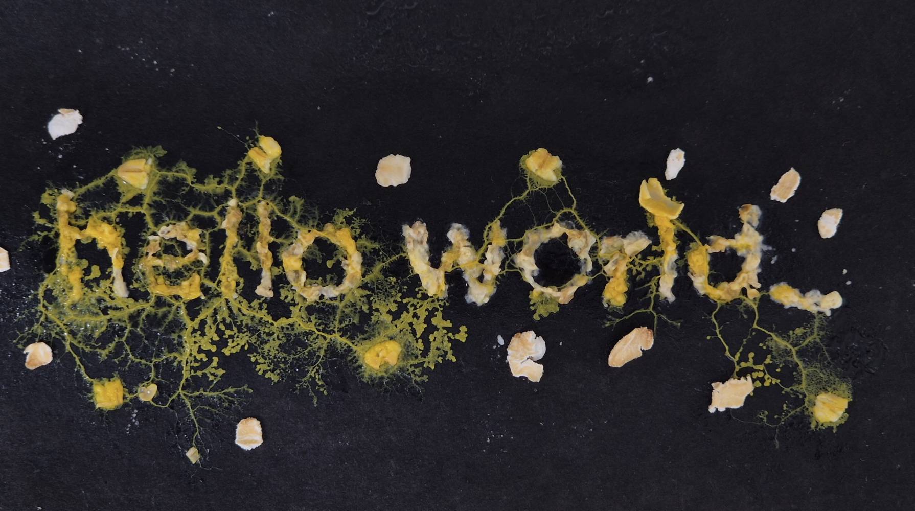 ANUSHKA DEEPAK  SHINDE